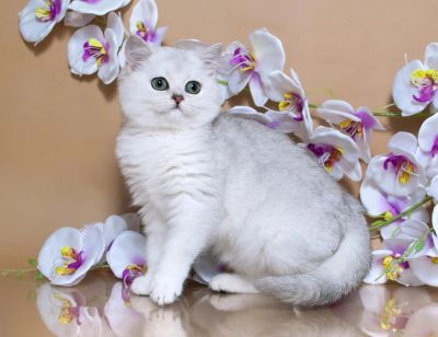 Лот: 10441906. Фото: 1. Британская Серебристая Шиншилла. Кошки, котята