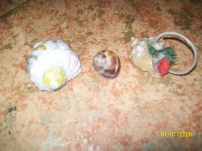 Лот: 3343443. Фото: 1. ракушки. Аксессуары