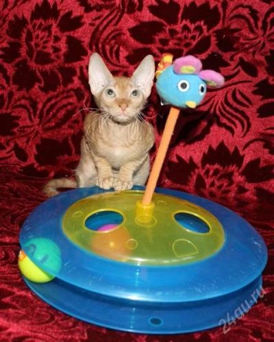 Лот: 2292824. Фото: 1. Продаю кошечку Донского сфинкса. Кошки, котята