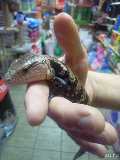 Лот: 14363448. Фото: 1. Синеязыкий сцинк (лат. Tiliqua... Остальные животные