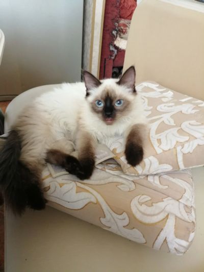 Лот: 14811636. Фото: 1. Отдам котёнка. Кошки, котята