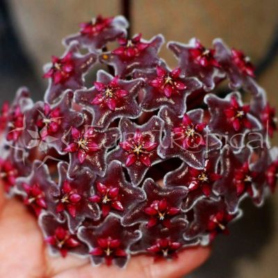Лот: 21079059. Фото: 1. хойя pubicalyx red button срез. Горшечные растения и комнатные цветы