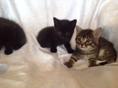 Лот: 3546891. Фото: 1. Котята Мальчик и Девочка черненькие... Кошки, котята