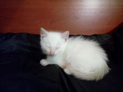 Лот: 10871663. Фото: 1. Кошечка пушистая. Кошки, котята
