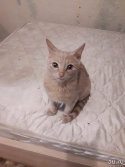 Лот: 15403438. Фото: 1. кошечка-подросток, персиковая!. Кошки, котята