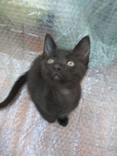 Лот: 12518419. Фото: 1. котятенок. Кошки, котята