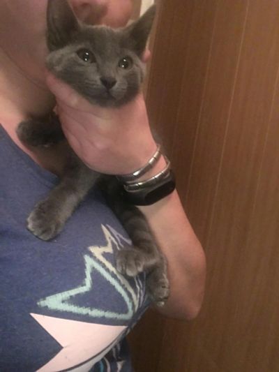 Лот: 10599091. Фото: 1. Милый котёнок )). Кошки, котята