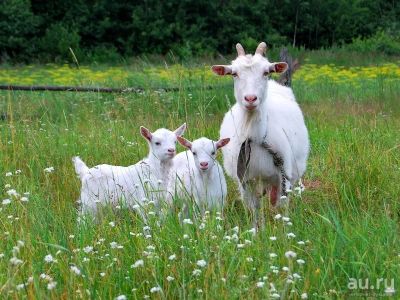Лот: 9483574. Фото: 1. сыр на основе козьего молока. Молоко и молочные продукты