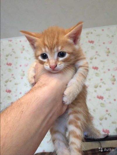 Лот: 10571726. Фото: 1. Котята, уже осталось трое. Кошки, котята