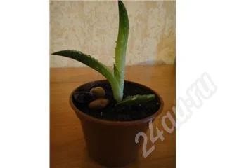 Лот: 545256. Фото: 1. Алое. Горшечные растения и комнатные цветы