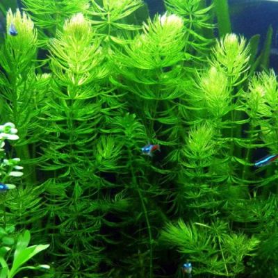 Лот: 9216753. Фото: 1. Роголистник естественный фильтр. Водные растения
