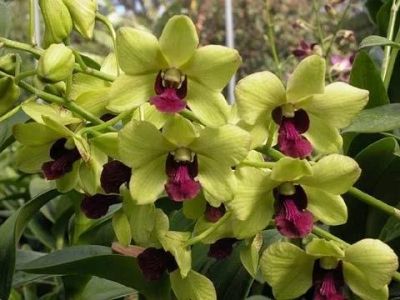 Лот: 12143559. Фото: 1. Продам Дендрофаленопсис New Burana... Горшечные растения и комнатные цветы