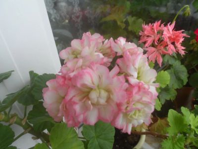 Лот: 6057559. Фото: 1. Пеларгония Apple Blossom Rosebud. Горшечные растения и комнатные цветы