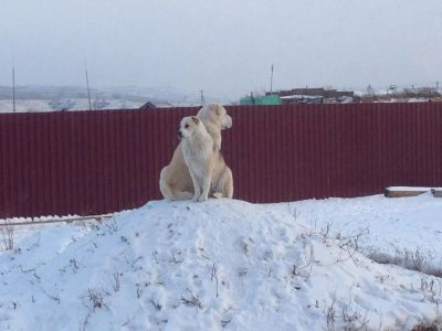 Лот: 5978698. Фото: 1. Алабай , Среднеазиатская Овчарка... Собаки, щенки
