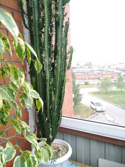 Лот: 12046204. Фото: 1. Кактус большой. Горшечные растения и комнатные цветы
