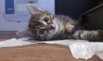Лот: 6064794. Фото: 1. Отдам котенка в хорошие руки!. Кошки, котята