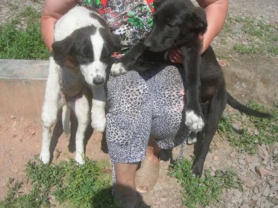 Лот: 4273545. Фото: 1. Дружелюбный чёрный щенок девочка... Собаки, щенки