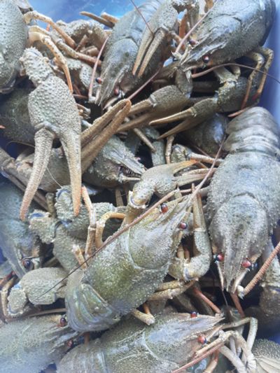 Лот: 23604286. Фото: 1. Раки живые. Другое (продукты)