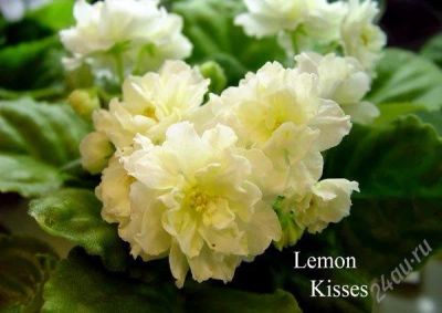Лот: 1840598. Фото: 1. Фиалка Lemon Kiss (детка). Горшечные растения и комнатные цветы