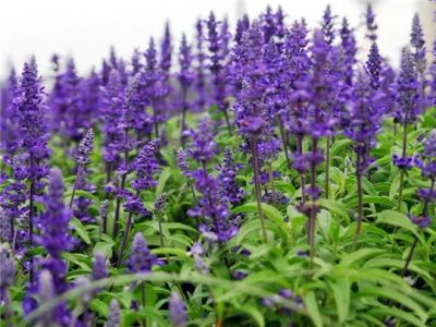 Лот: 5258897. Фото: 1. Шалфей (Salvia officinalis L... Другое (красота и здоровье)