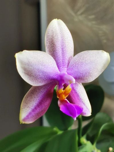 Лот: 17300081. Фото: 1. Орхидея Фаленопсис Лиодоро ароматный... Горшечные растения и комнатные цветы