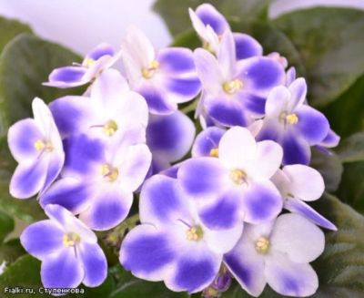 Лот: 5430300. Фото: 1. Фиалка "Valeska Blue" (детка). Горшечные растения и комнатные цветы