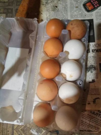 Лот: 9965568. Фото: 1. Яйцо свежее домашнее диетическое. Птицы