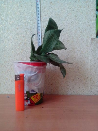 Лот: 3968125. Фото: 1. Щучий хвост. Горшечные растения и комнатные цветы