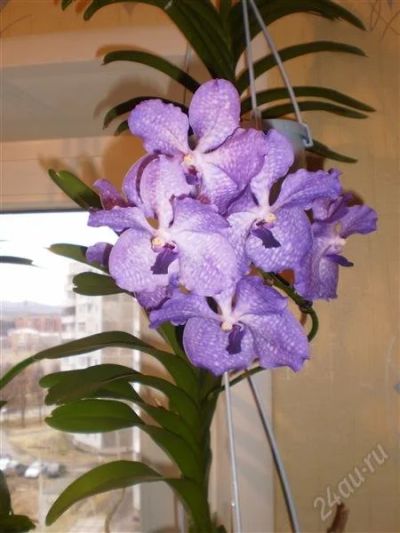 Лот: 1822799. Фото: 1. орхидея ванда цветущая!!!. Горшечные растения и комнатные цветы