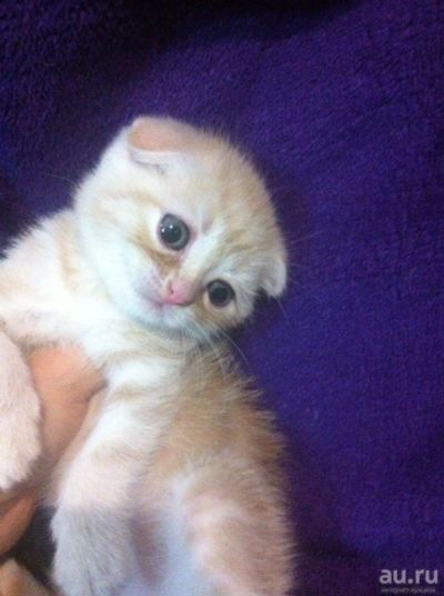 Лот: 9918884. Фото: 1. шотландский котенок вислоухий... Кошки, котята