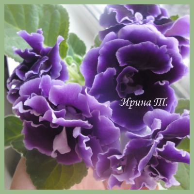 Лот: 14231348. Фото: 1. Глоксиния "Brocade Blue". Горшечные растения и комнатные цветы
