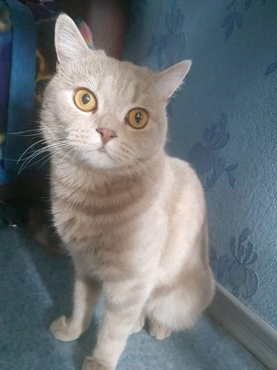 Лот: 9440431. Фото: 1. Британский кот. Кошки, котята