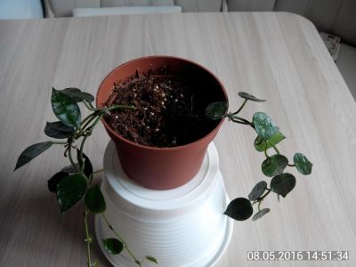 Лот: 7496557. Фото: 1. хойя лакуноза. Горшечные растения и комнатные цветы