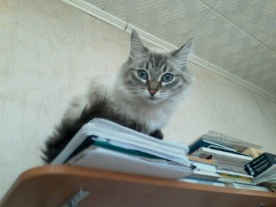 Лот: 8113597. Фото: 1. Кошка Джози. Кошки, котята