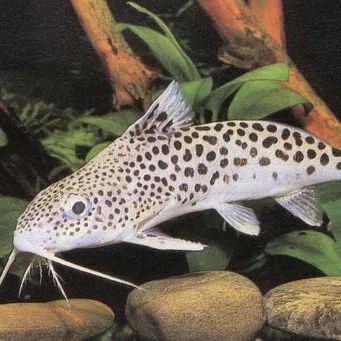 Лот: 5132822. Фото: 1. Сом Синодонтис "Далматин" (Synodontis... Рыбки