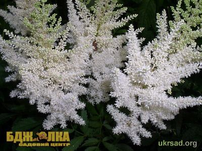 Лот: 3881416. Фото: 1. Астильба Вашингтон (корень). Другое (семена, рассада, садовые растения)