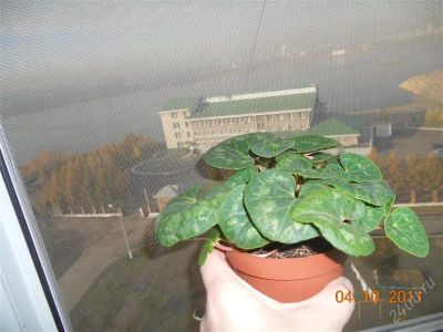 Лот: 1252515. Фото: 1. цикламен. Горшечные растения и комнатные цветы