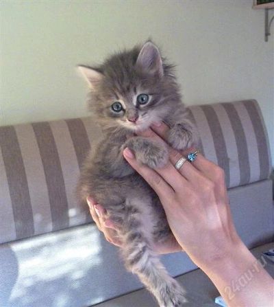 Лот: 914473. Фото: 1. Сибирская кошечка. Остальные животные