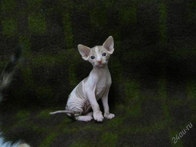 Лот: 1531338. Фото: 1. сфинкс канадский. Кошки, котята