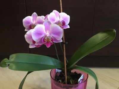 Лот: 12712239. Фото: 1. Орхидея фаленопсис. Горшечные растения и комнатные цветы
