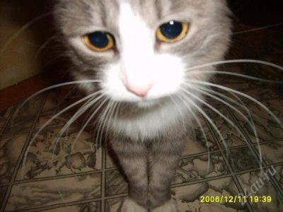 Лот: 794607. Фото: 1. Красивая кошечка. Остальные животные