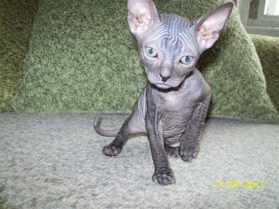 Лот: 988251. Фото: 1. котята донского сфинкса. Остальные животные