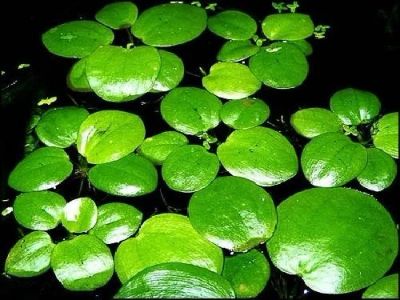 Лот: 7060247. Фото: 1. Набор аквариумных растений. Водные растения