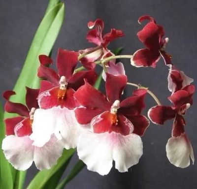 Лот: 12050281. Фото: 1. Орхидея Камбрия. Горшечные растения и комнатные цветы