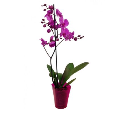 Лот: 6508905. Фото: 1. Орхидея Фаленопсис одна стрелка... Свежие цветы