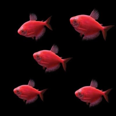 Лот: 16205203. Фото: 1. Тернеция GloFish красная (Gymnocorymbus... Рыбки