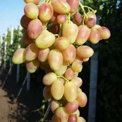 Лот: 23557515. Фото: 1. Виноград ранний сладкий Бийская... Садовые цветы