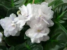 Лот: 4825143. Фото: 1. Double Dip. Горшечные растения и комнатные цветы