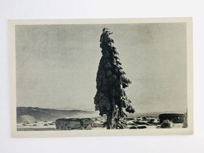Лот: 23296650. Фото: 1. Елка. Открытка. Открытки, конверты