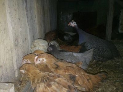 Лот: 10934124. Фото: 1. Цесарки белогрудые пять месяцев... Птицы